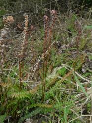 Blechnum penna-marina subsp. alpina. Mature plants with fertile fronds on long stipes, almost twice the length of the sterile fronds.
 Image: L.R. Perrie © Te Papa CC BY-NC 3.0 NZ